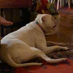 Meet your Posher, Barry